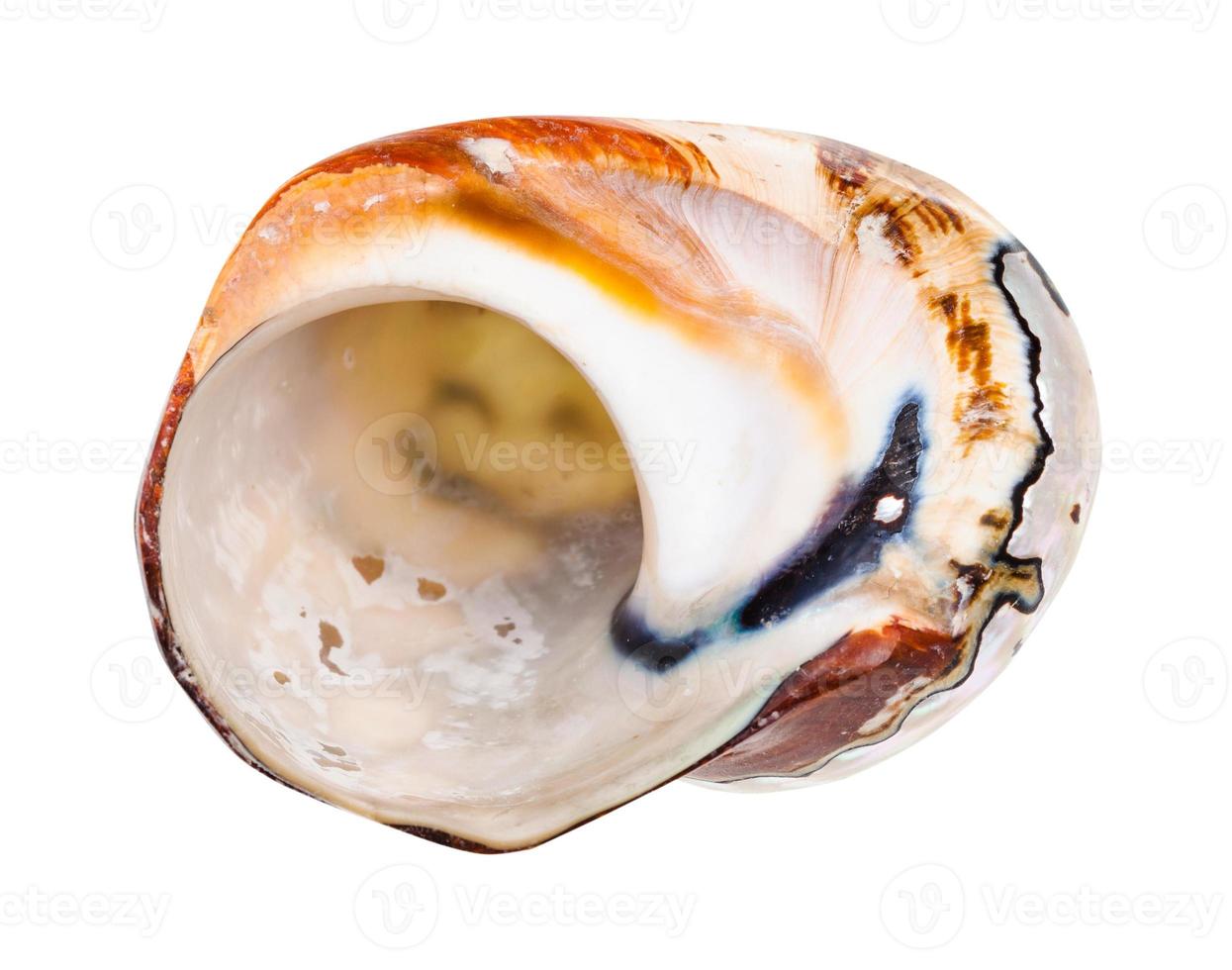 empty shell of nautilus mollusk isolated on white photo