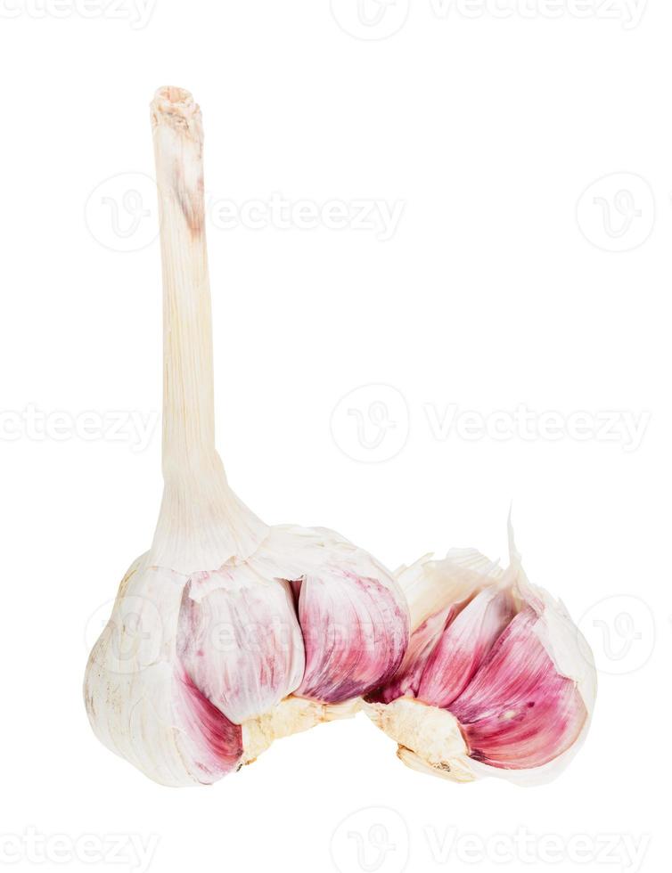 broken bulb of fresh garlic isolated on white photo