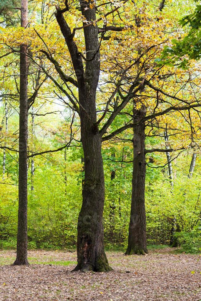 robles y pinos en el bosque en un día soleado de octubre foto