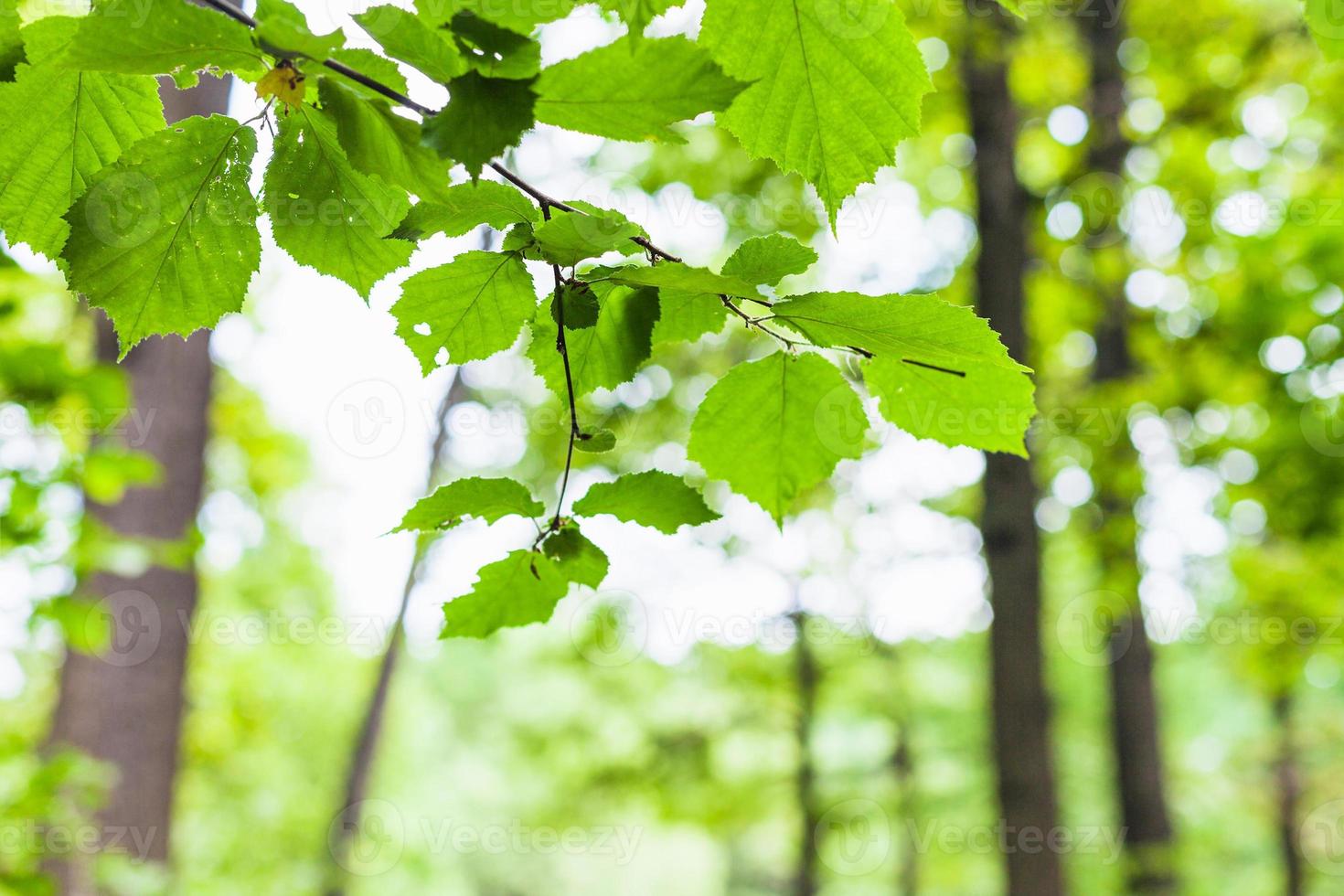 hazel twig with green leaves and blurred forest photo