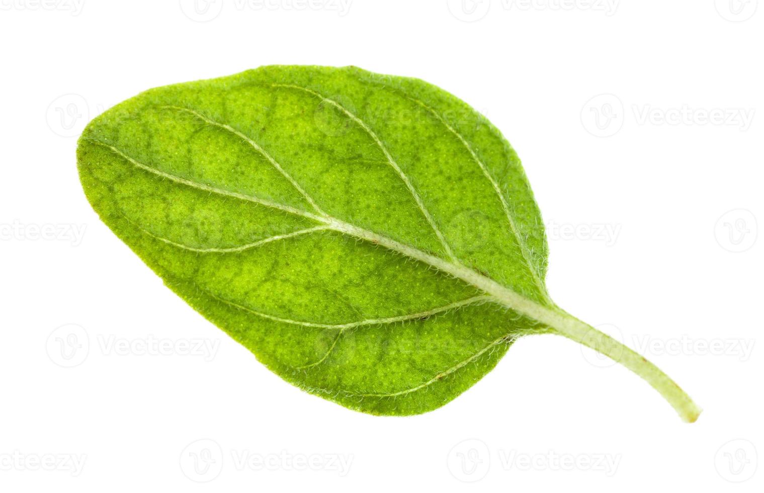 hoja natural de hierba de orégano aislada en blanco foto