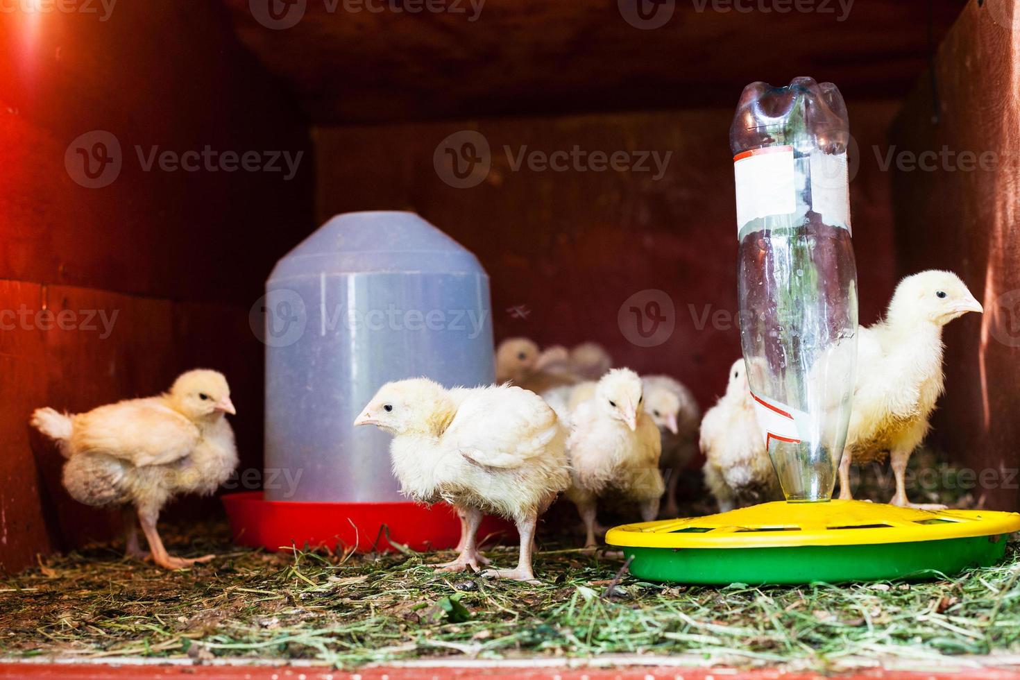 many chicks in chicken coop near feeder 11372688 Stock Photo at Vecteezy