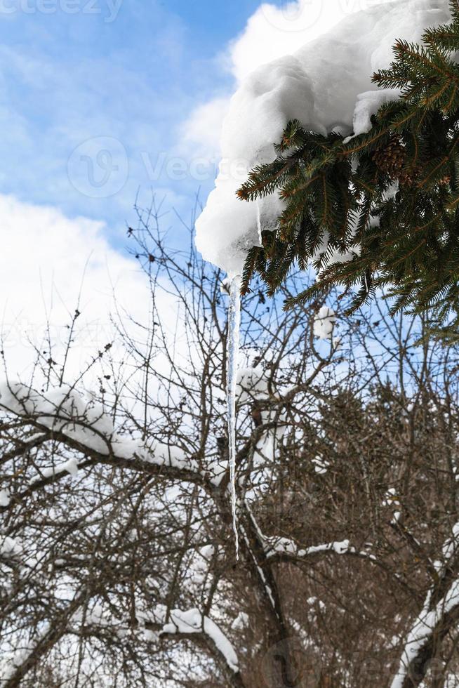 carámbano de nieve derretida en rama de abeto foto