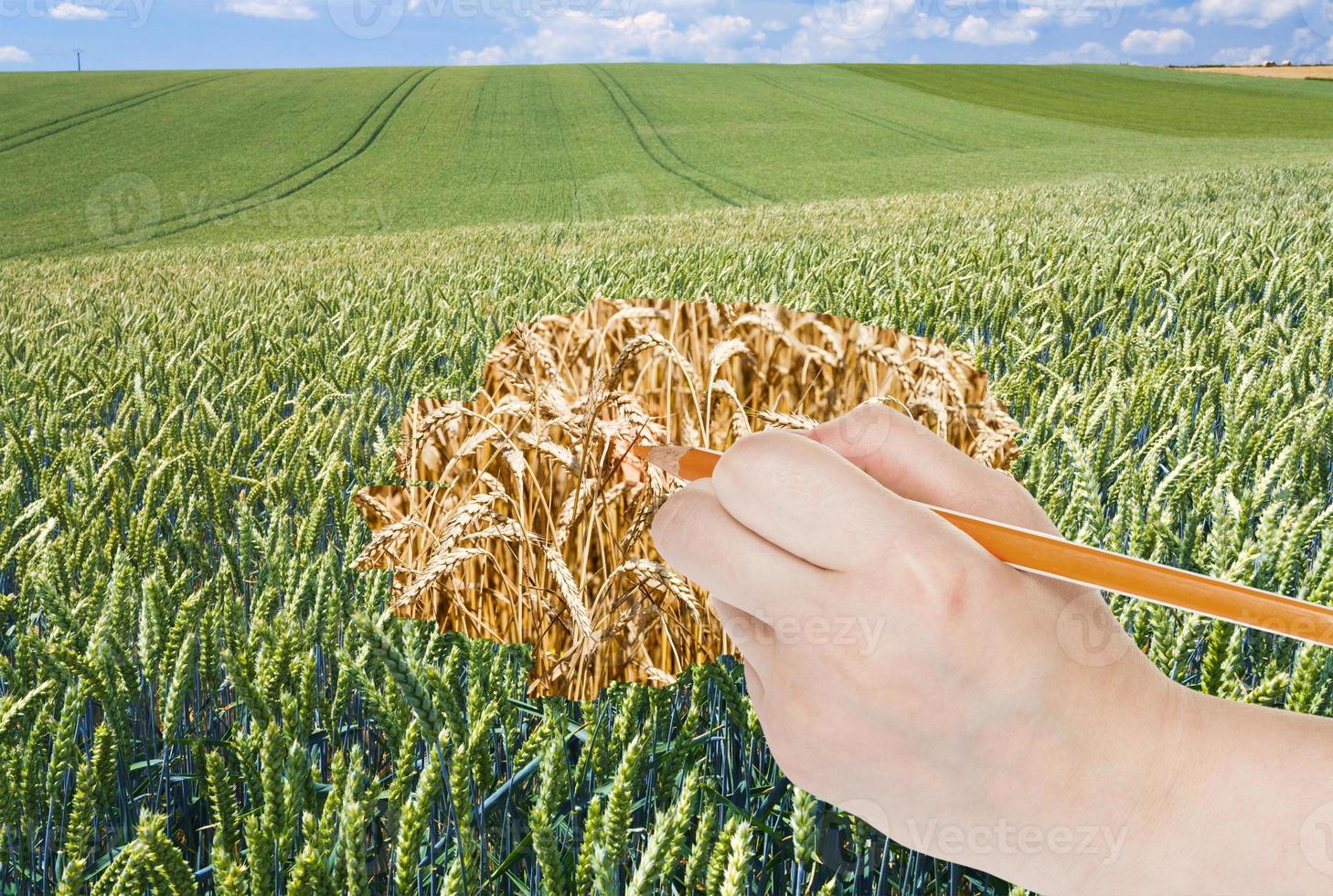 pencil draws ripe ears of wheat in green field photo