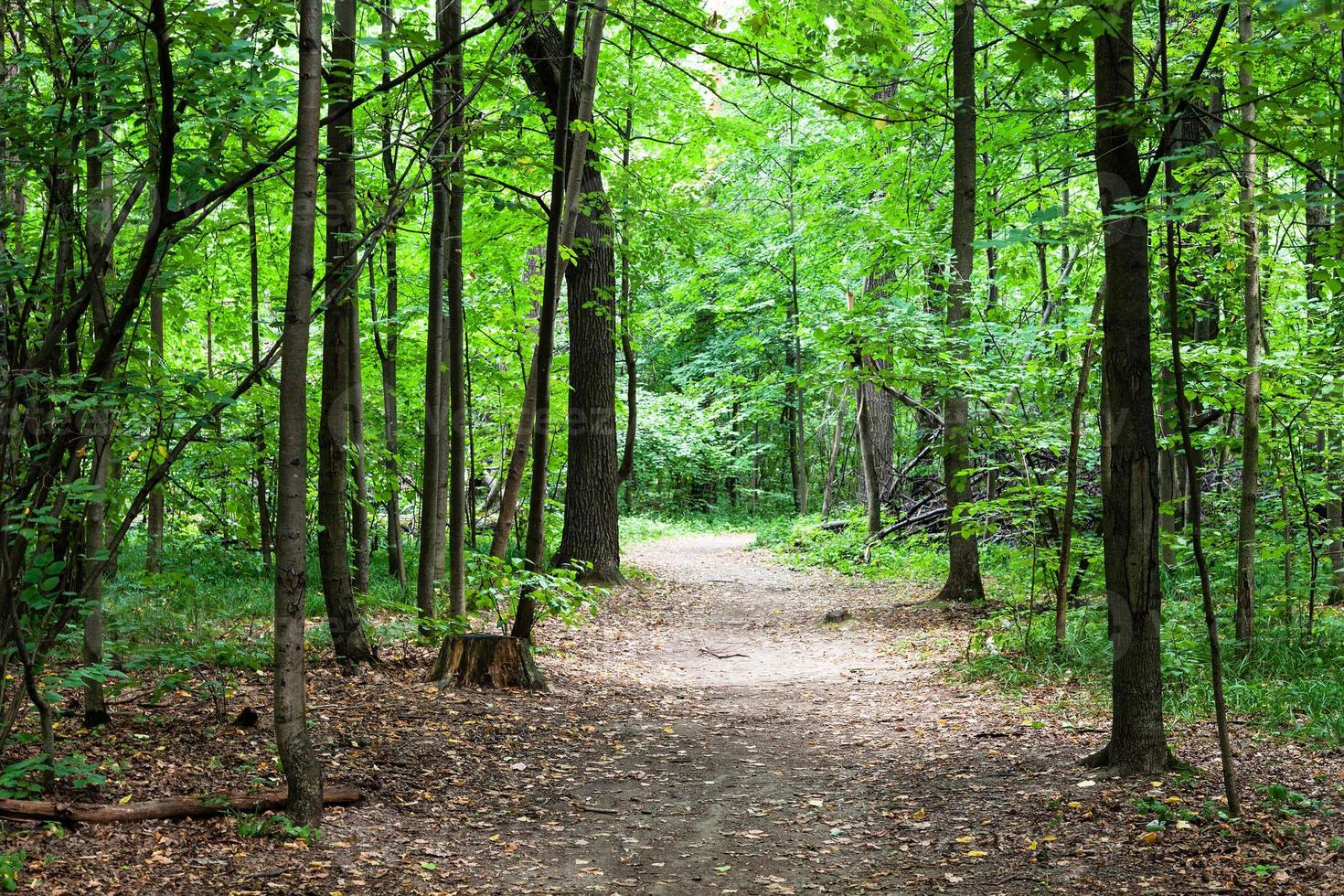 footpath in green park in august photo