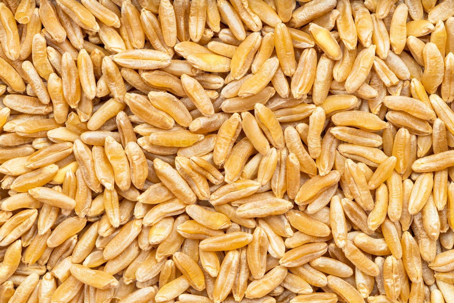 background - many Kamut Khorasan wheat grains photo