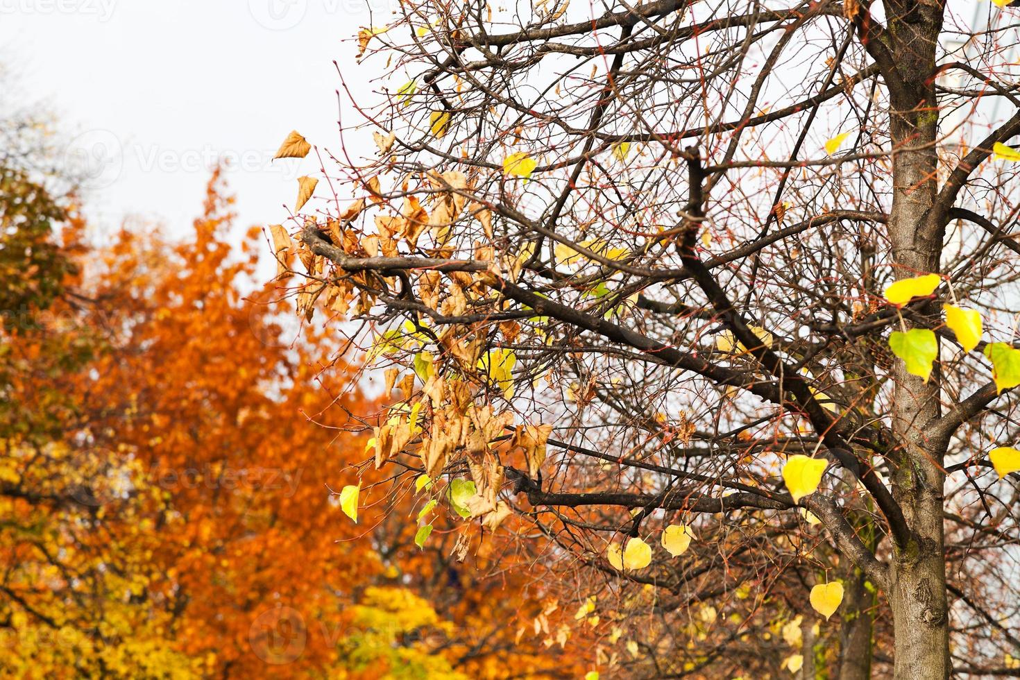 last yellow leaves on tree photo