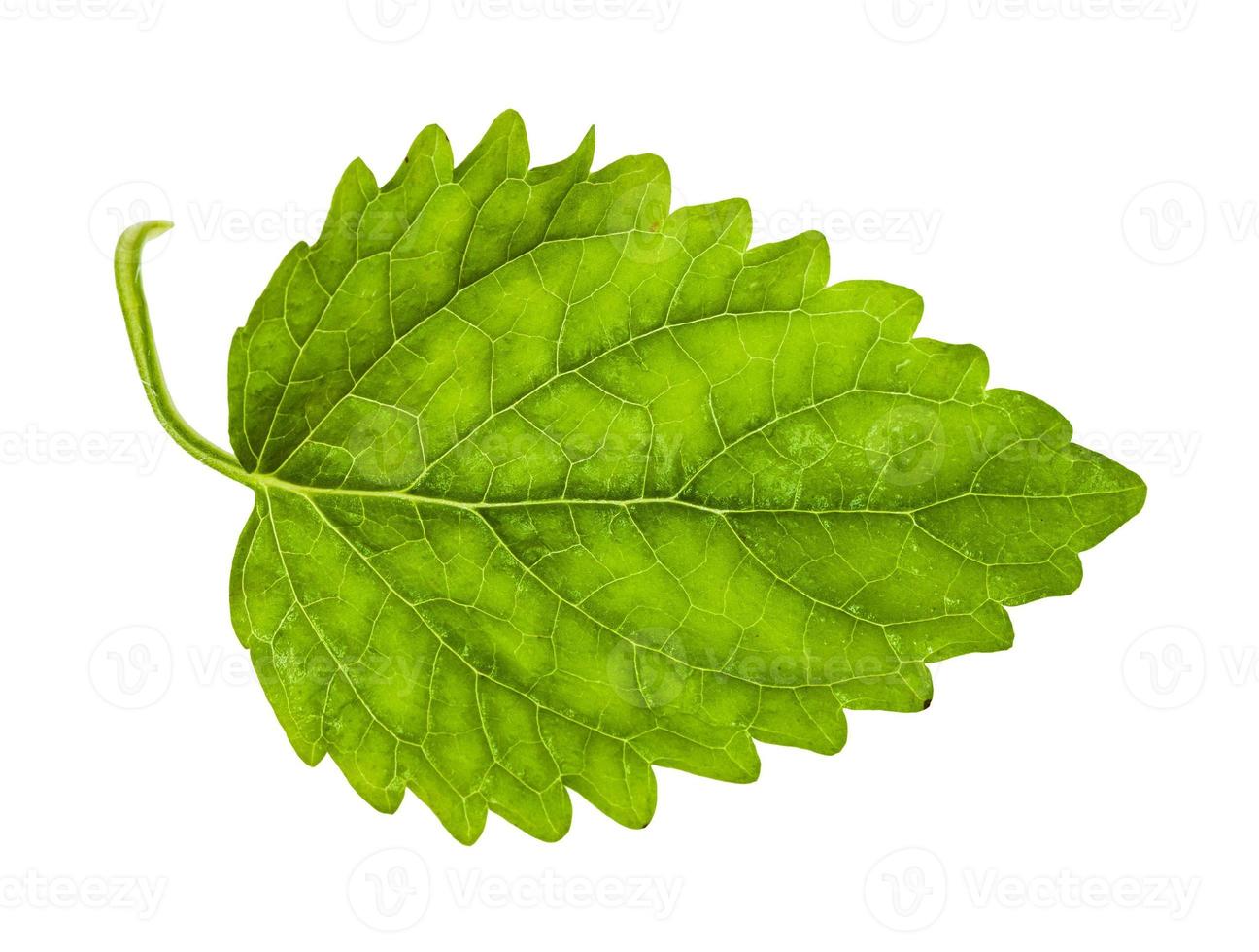 green leaf of lemon balm herb isolated photo