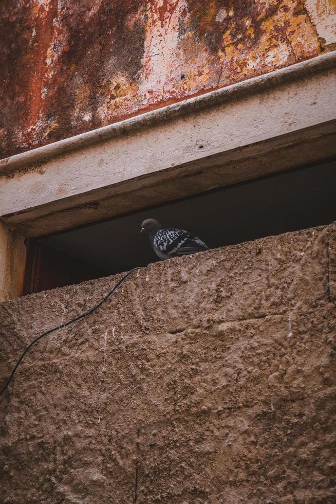 paloma descansando en el sitio de construcción foto
