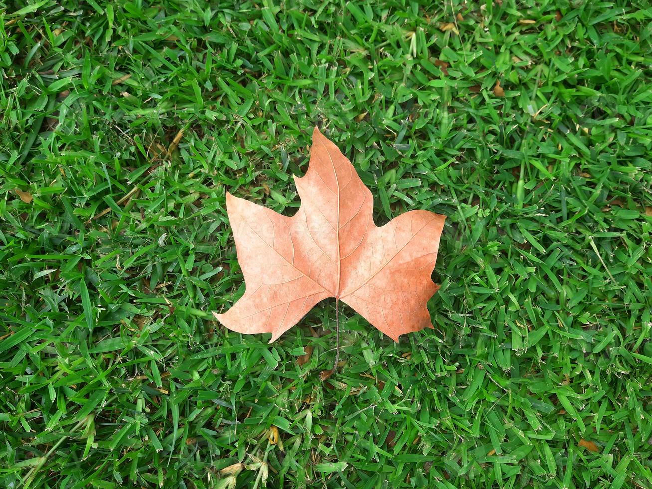 Concept, the arrival of autumn. Lonely leaf on the lawn photo