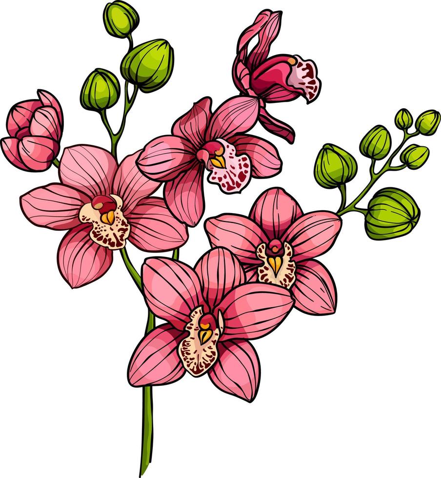 rama con flores de orquídea rosa, rama de orquídea floreciente de color vectorial aislada en fondo blanco vector