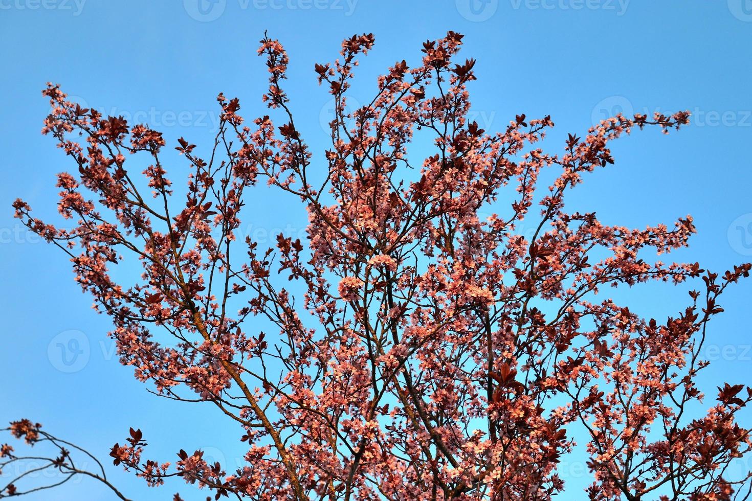 Beautiful cherry and plum trees in blossom during springtime with colorful flowers photo
