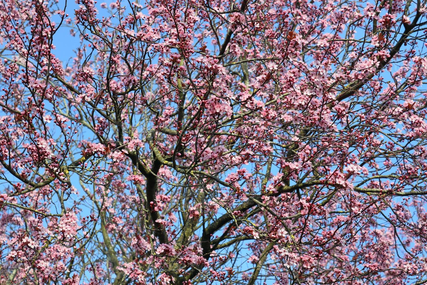 Beautiful cherry and plum trees in blossom during springtime with colorful flowers photo