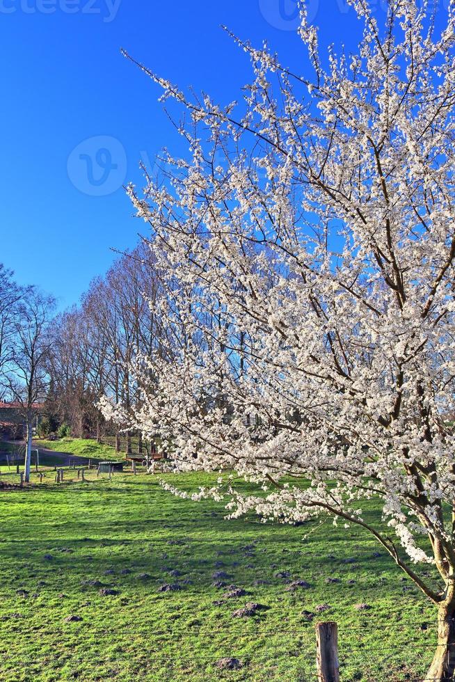 Beautiful cherry and plum trees in blossom during springtime with colorful flowers photo