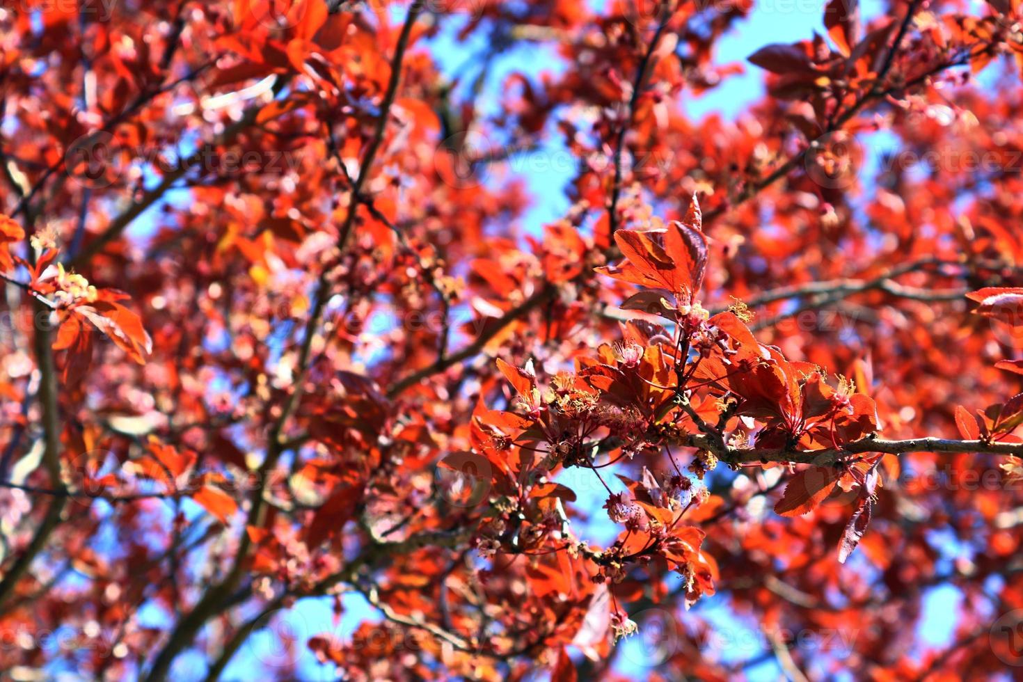 Beautiful cherry and plum trees in blossom during springtime with colorful flowers photo