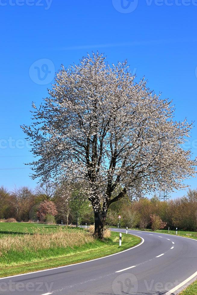 Beautiful cherry and plum trees in blossom during springtime with colorful flowers photo