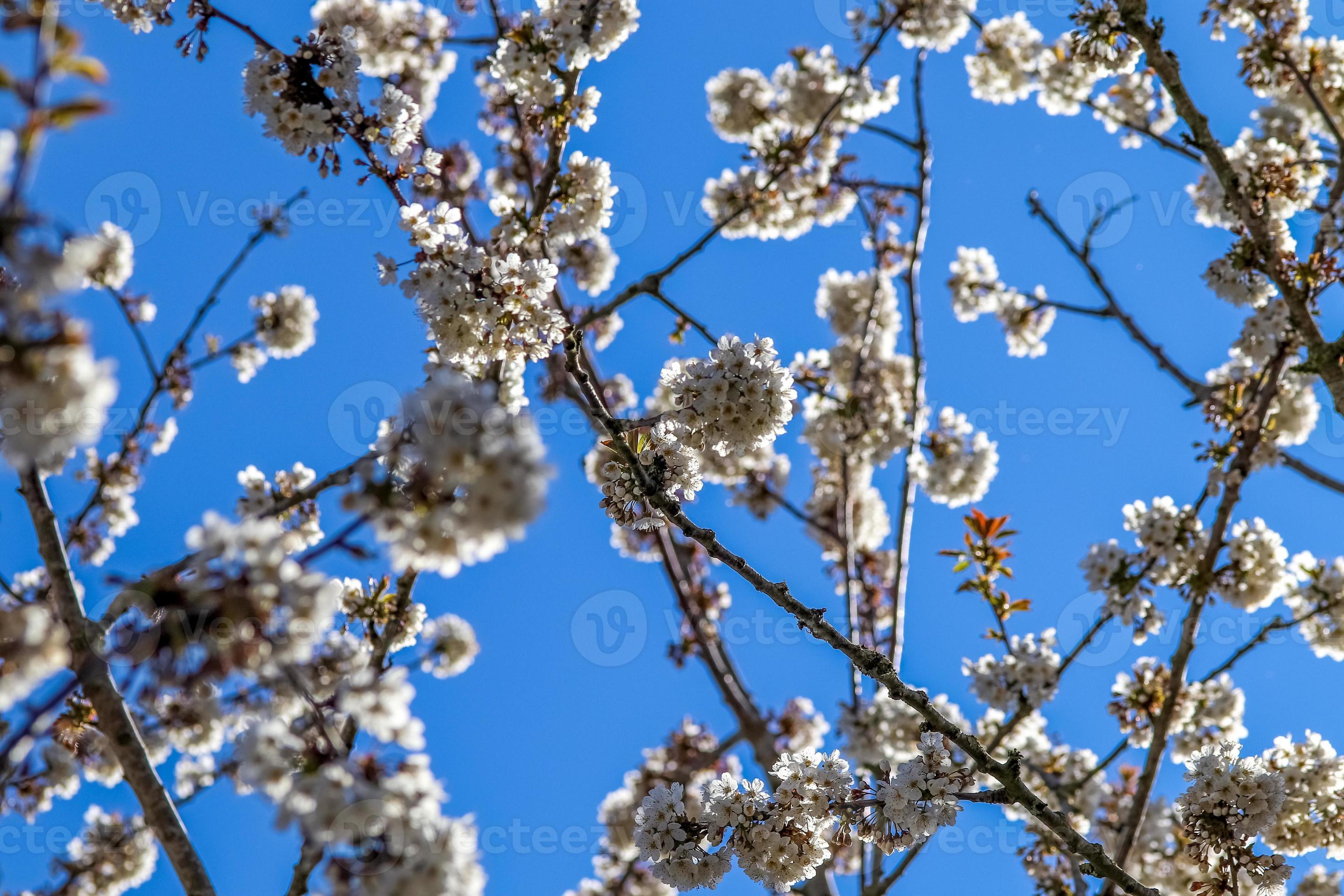 Beautiful cherry and plum trees in blossom during springtime with