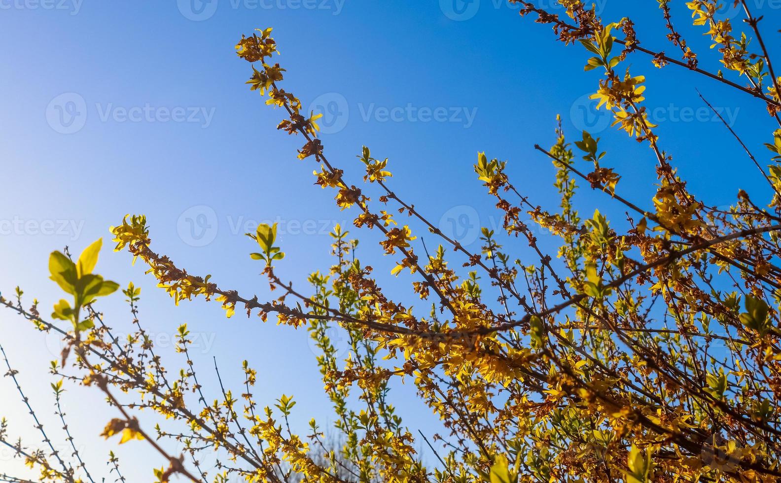 Beautiful cherry and plum trees in blossom during springtime with colorful flowers photo