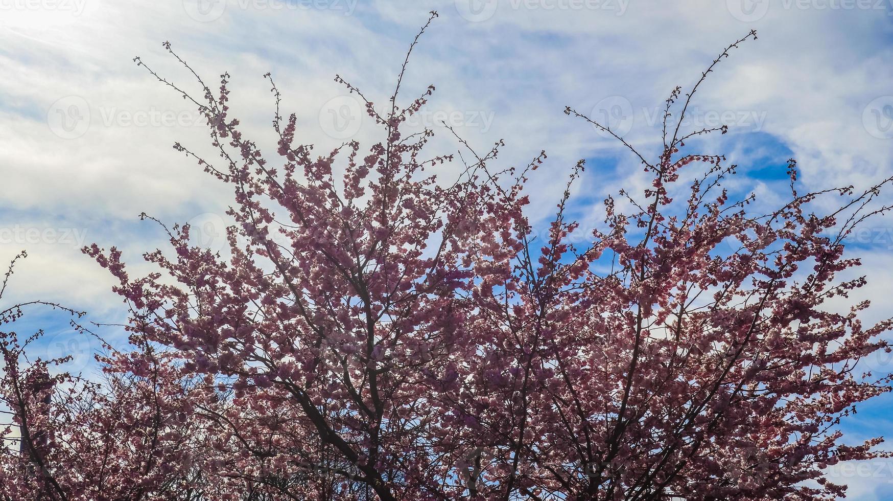 Beautiful cherry and plum trees in blossom during springtime with