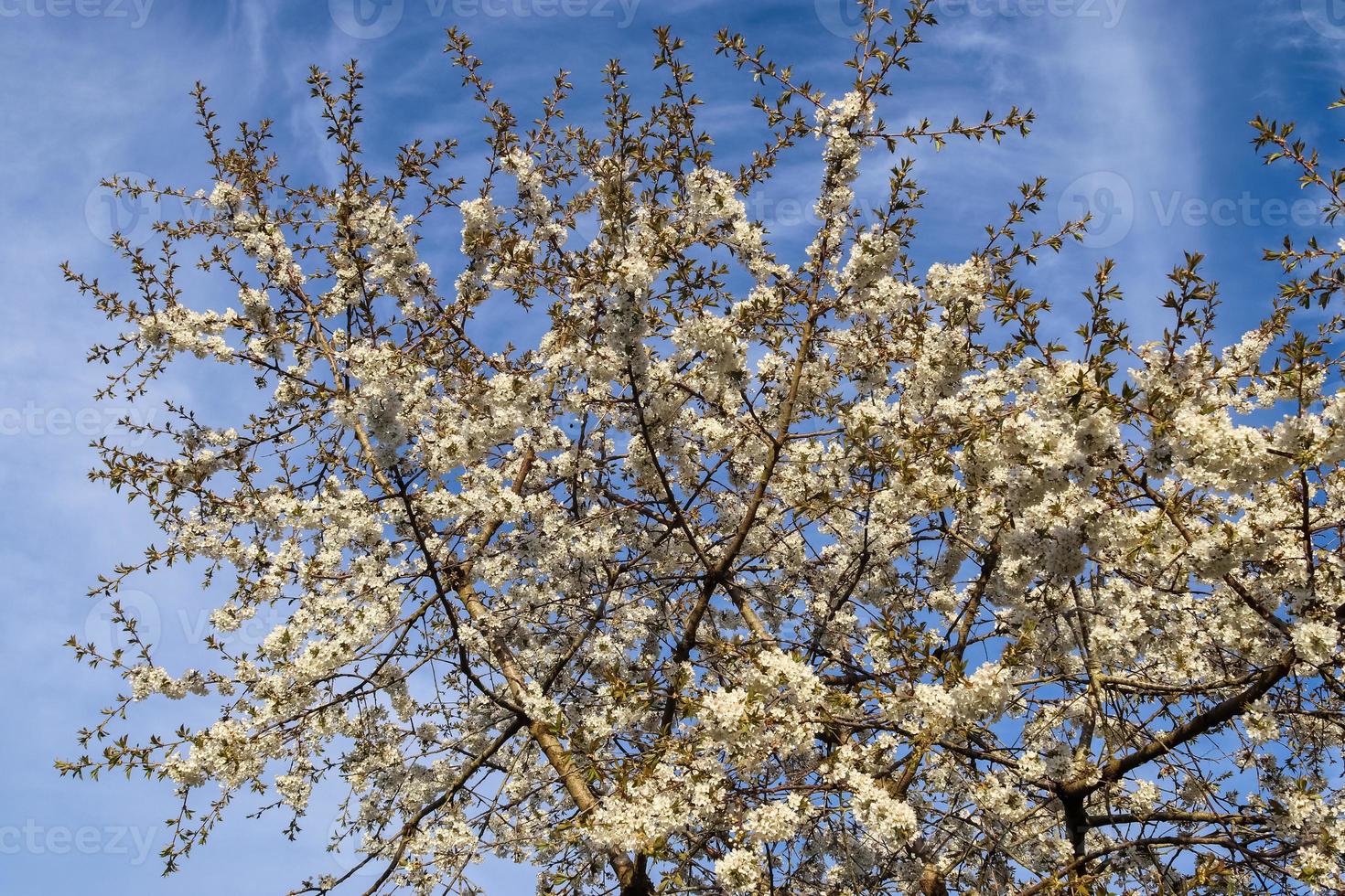 Beautiful cherry and plum trees in blossom during springtime with