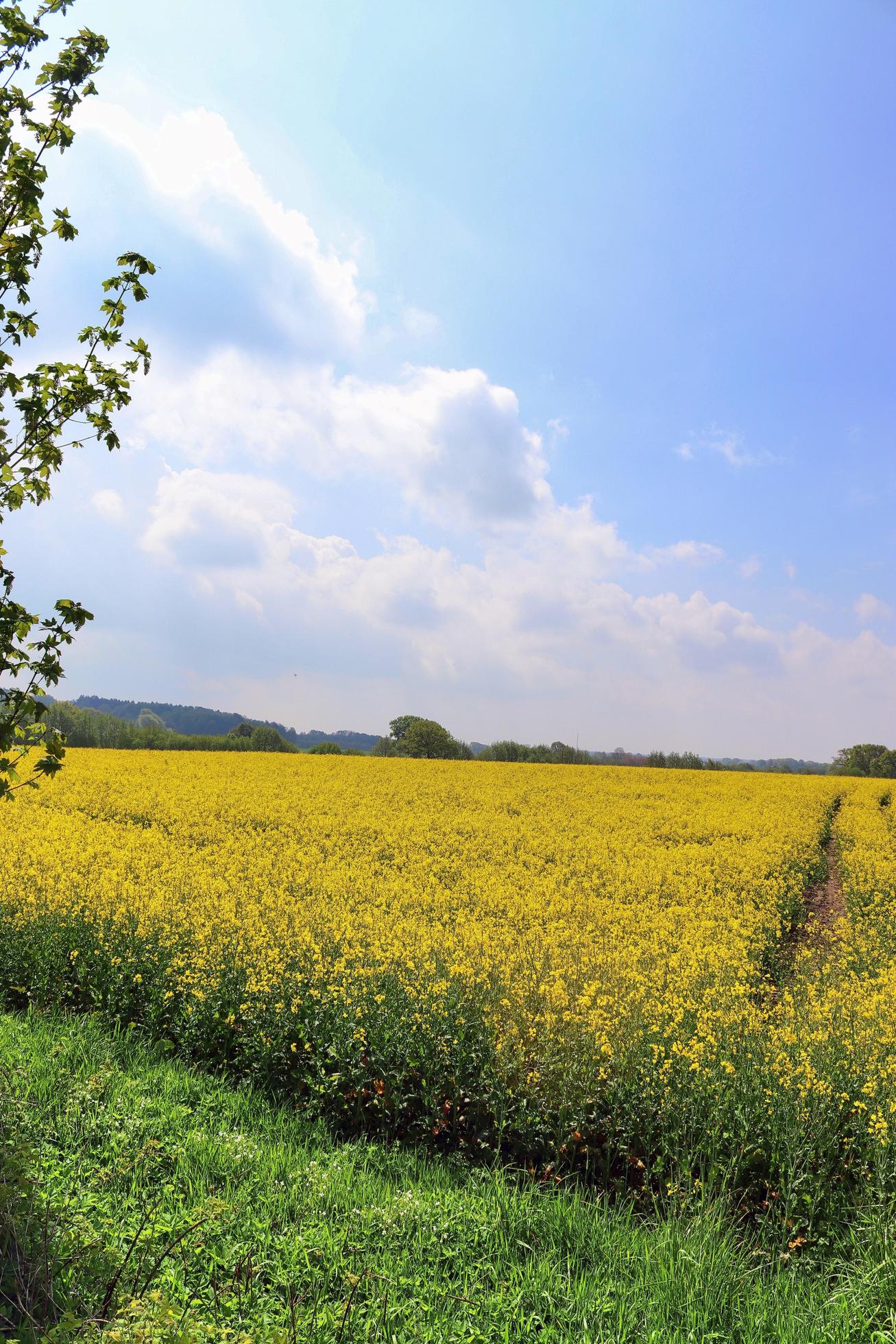Yellow field of flowering rape and tree against a blue sky with clouds