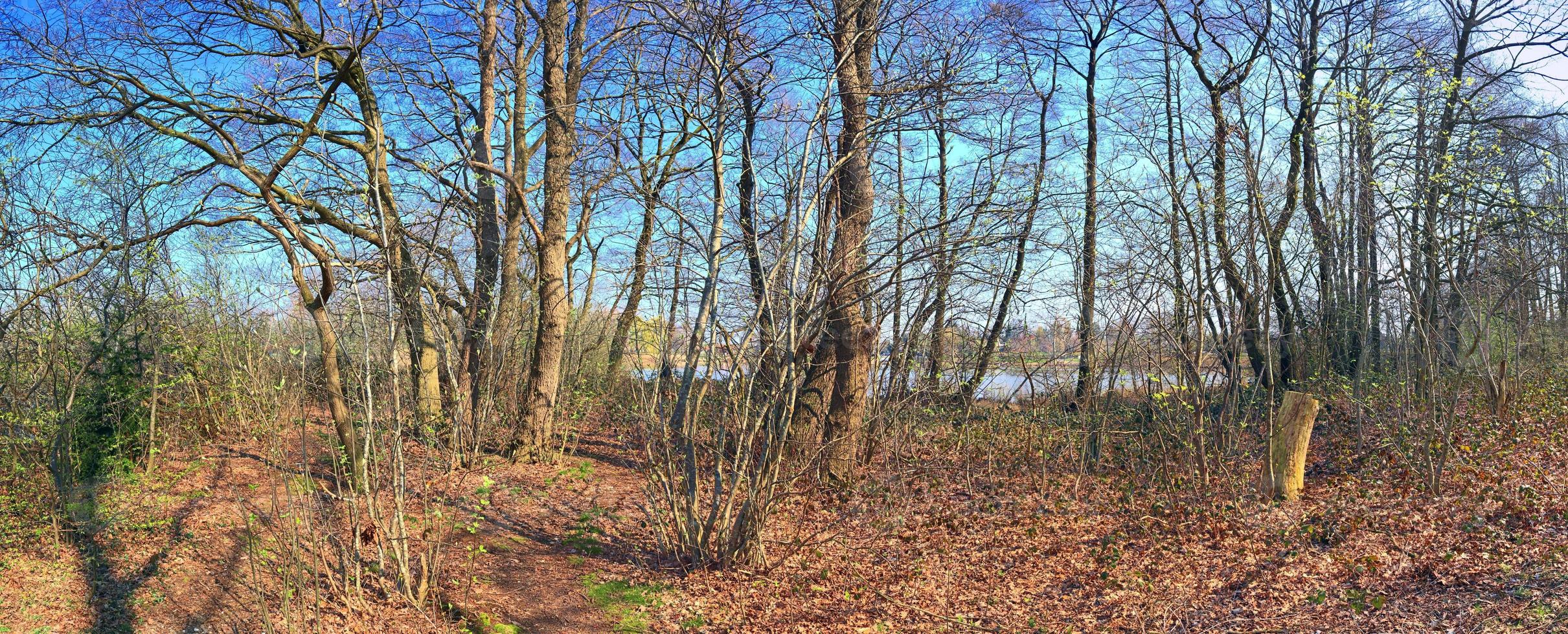 Beautiful view into a dense green forest with bright sunlight casting deep shadow photo