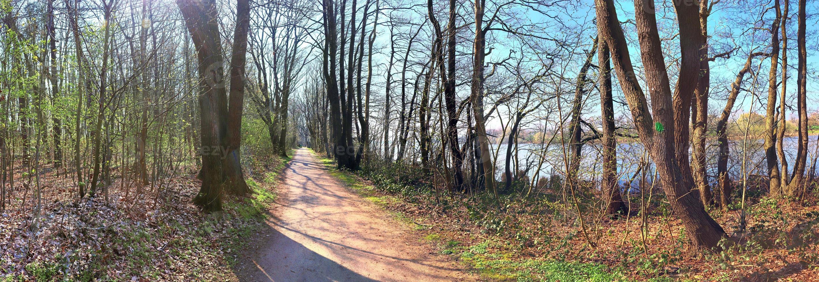 Beautiful view into a dense green forest with bright sunlight casting deep shadow photo