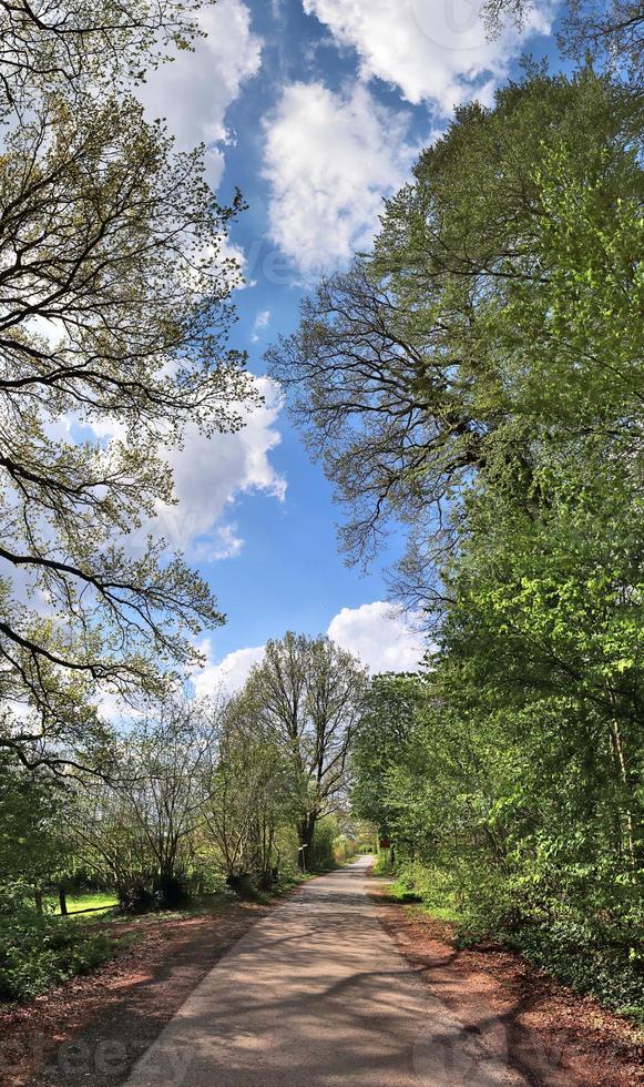 Beautiful view into a dense green forest with bright sunlight casting deep shadow photo