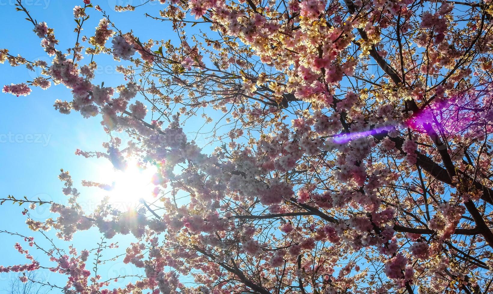 hermosos cerezos y ciruelos en flor durante la primavera con flores de colores foto