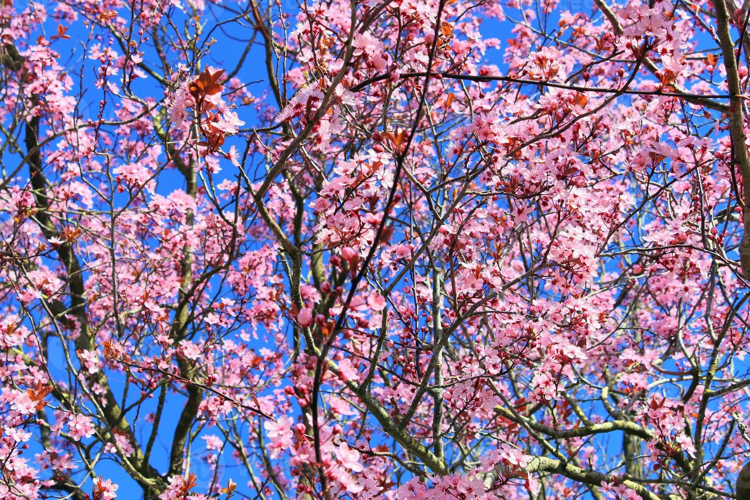 Beautiful cherry and plum trees in blossom during springtime with colorful flowers photo