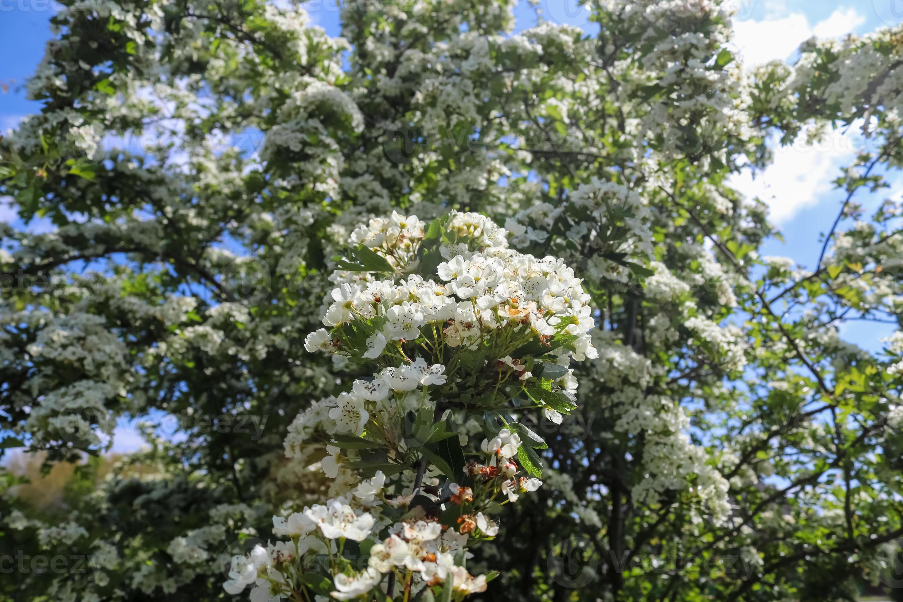 Beautiful cherry and plum trees in blossom during springtime with
