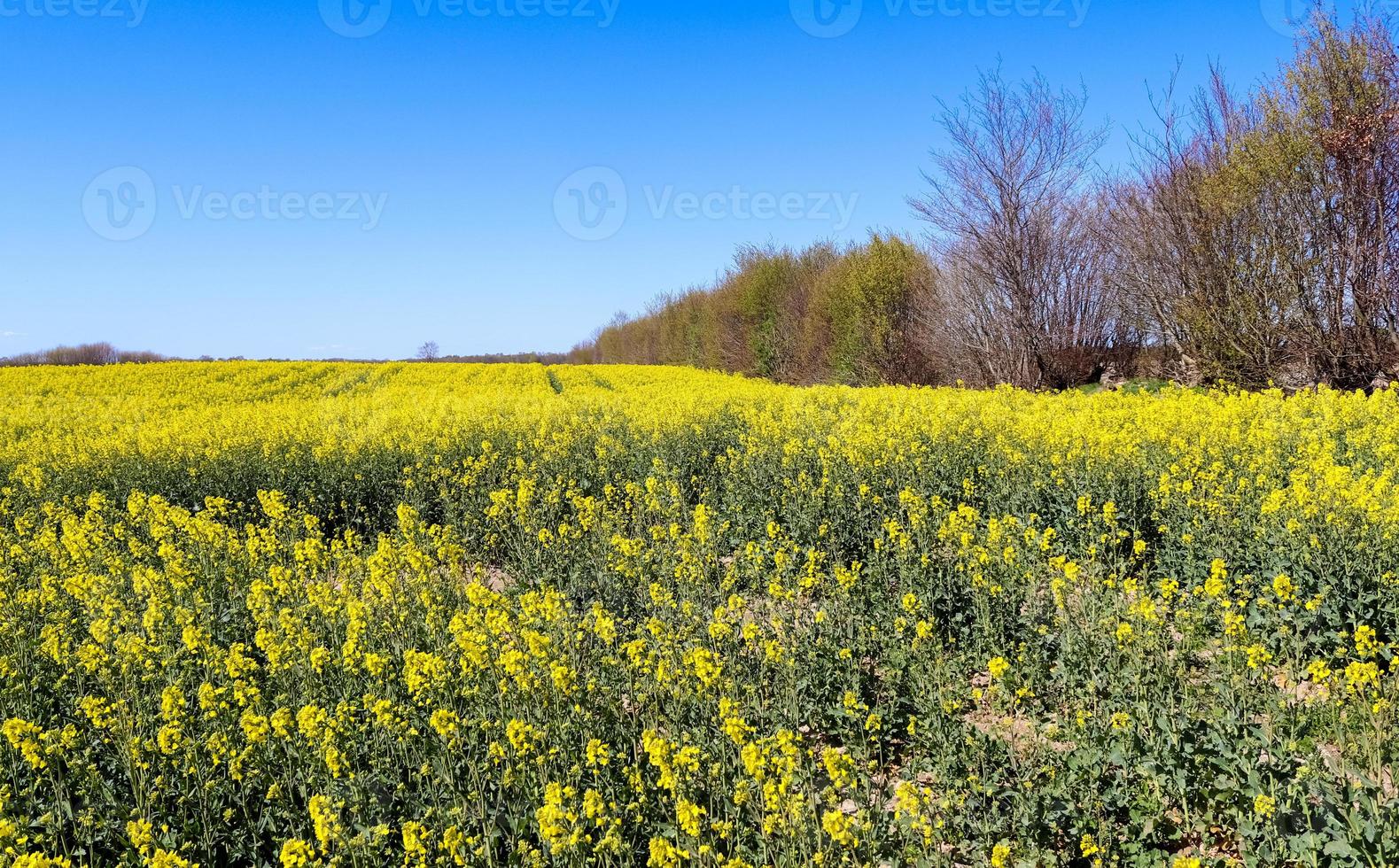 Yellow field of flowering rape and tree against a blue sky with clouds, natural landscape background with copy space, Germany Europe photo