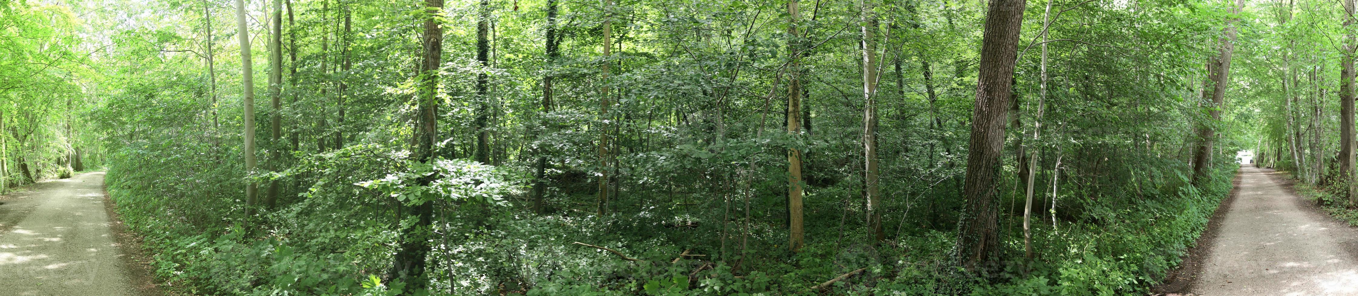 hermosa vista a un denso bosque verde con luz solar brillante que proyecta una sombra profunda foto