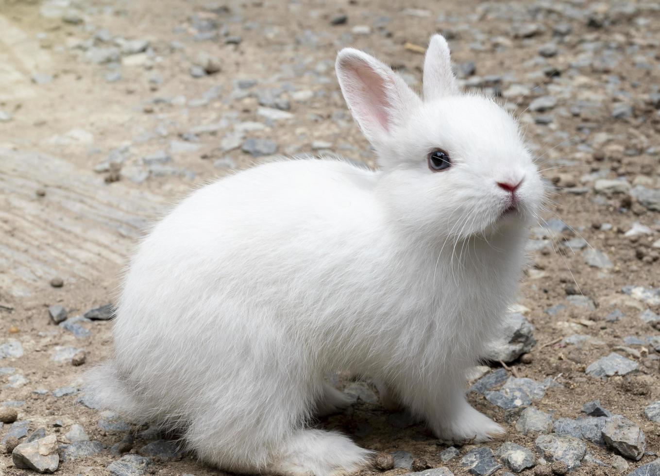 Portrait little white rabbit on the ground photo