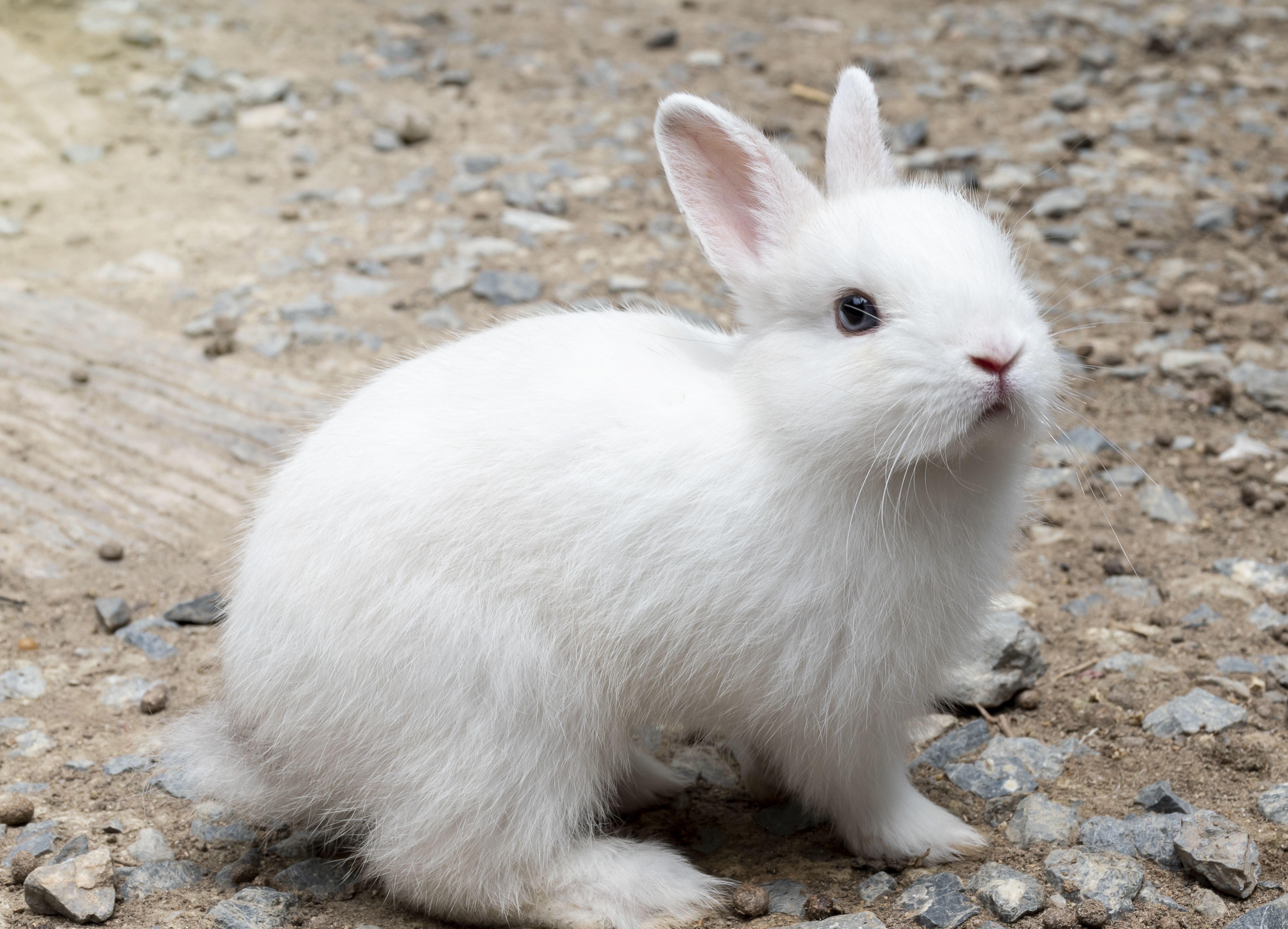 White Rabbit Stock Photos, Images and Backgrounds for Free Download