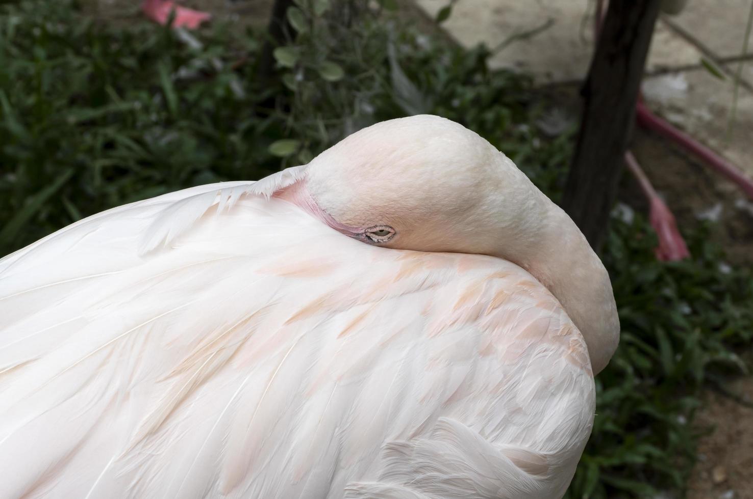 Portrait flamingos sleeping in zoo photo