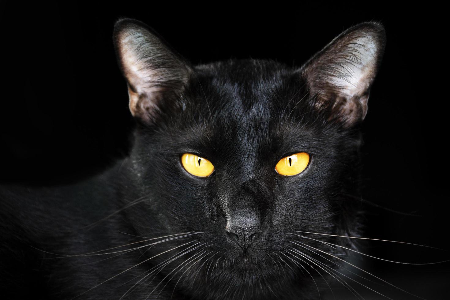 Portrait head black cat on black background photo