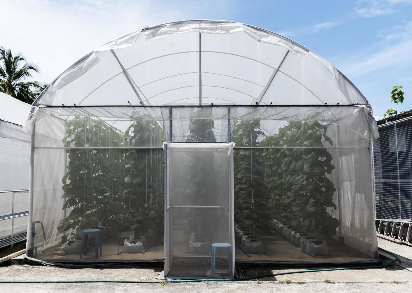 Outside view greenhouse for growing vegetables and fruits photo