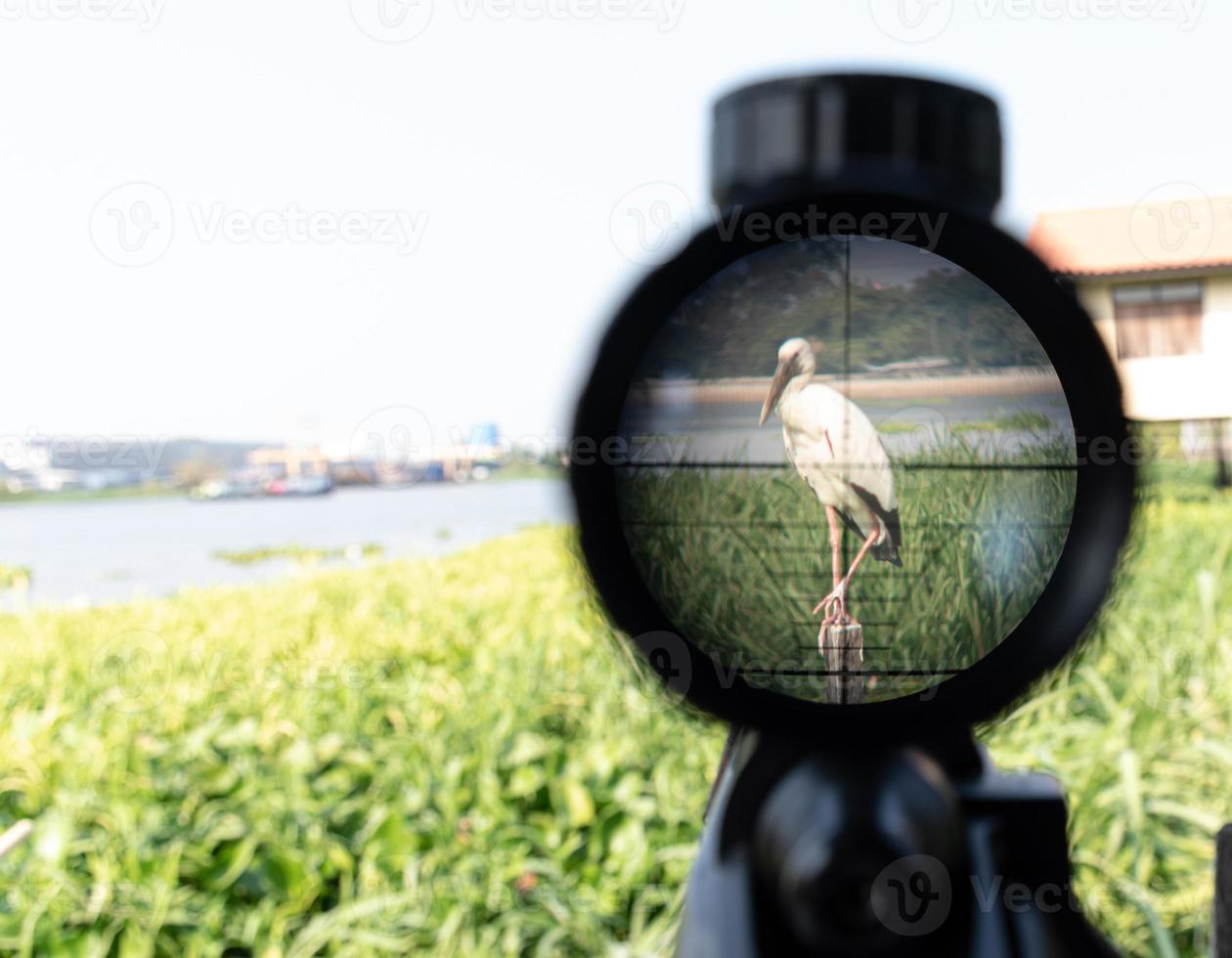 scope rifle aimed at pelicans photo