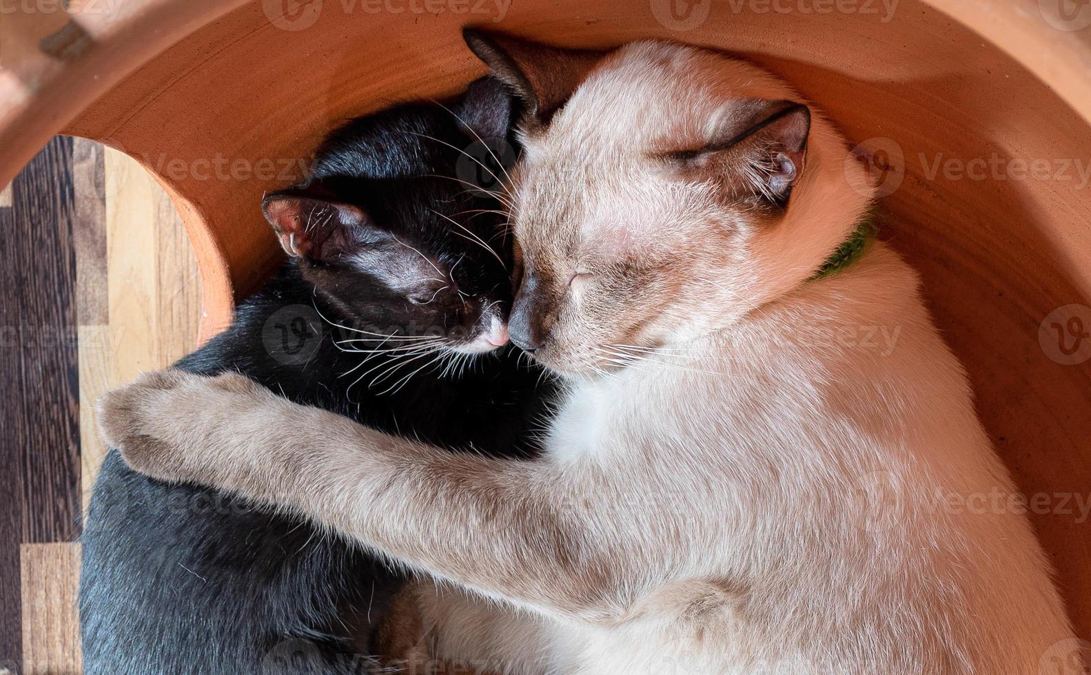 White mother cat sleeping hugging a black kitten photo