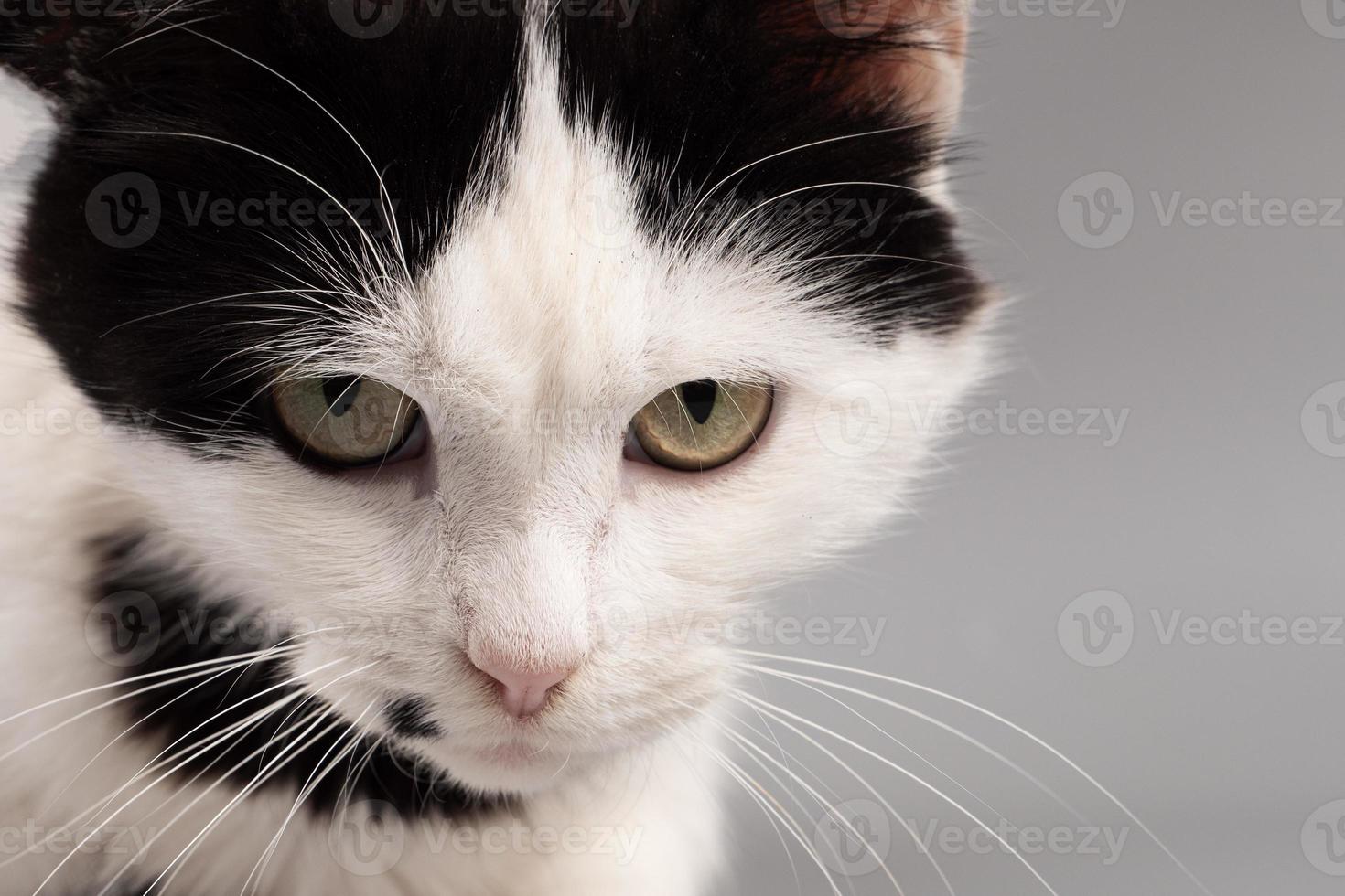 black and white kitten face, angry pet photo