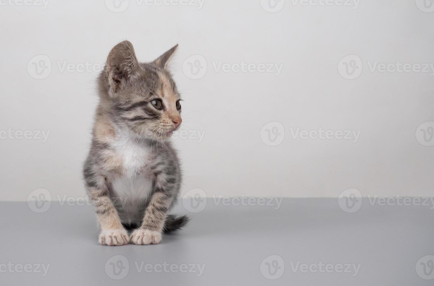 fluffy little gray kitten with copy space, cat  banner mockup photo
