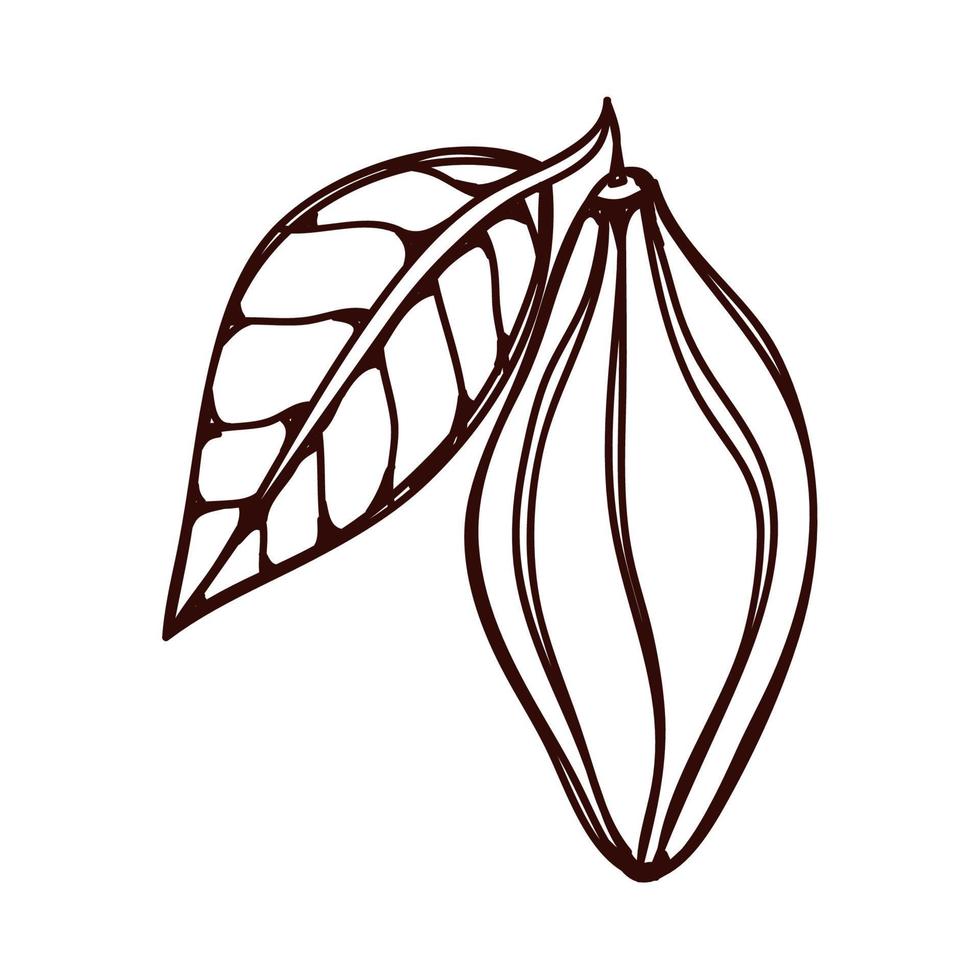 cocoa fruit and leaf vector