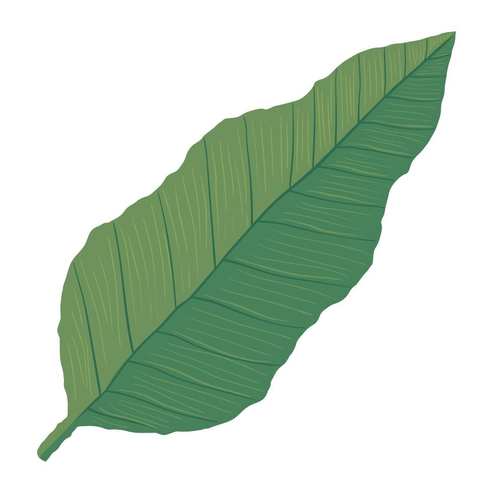 exotic leaf palm vector