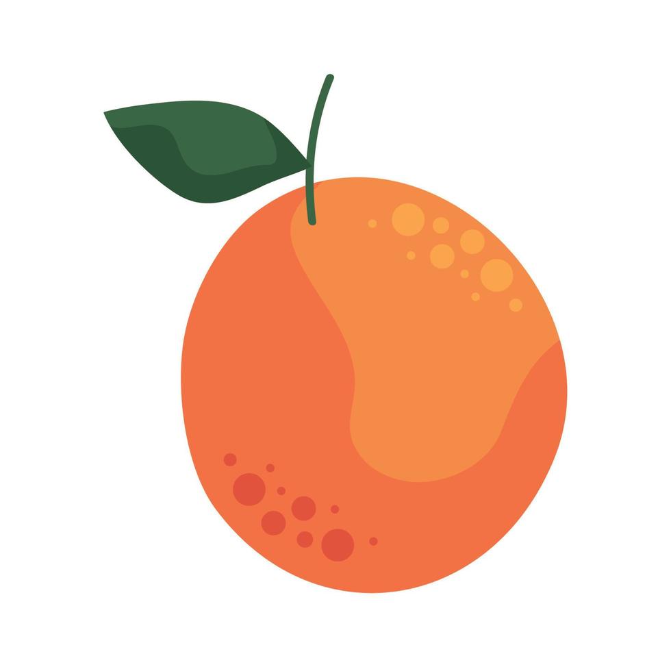 fresh orange citrus fruit vector