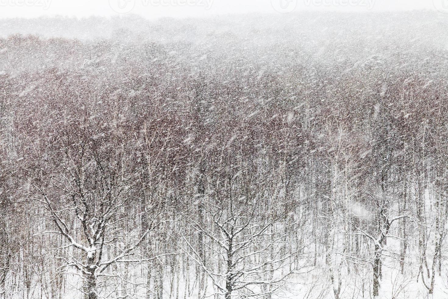 snowstorm over woods in winter photo