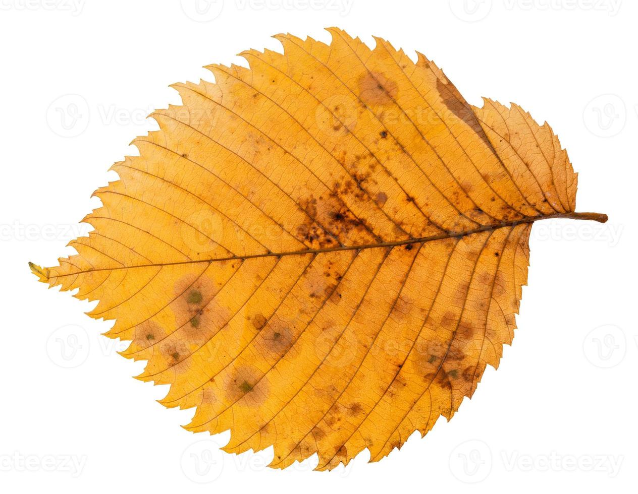 back side of decayed autumn leaf of elm tree photo