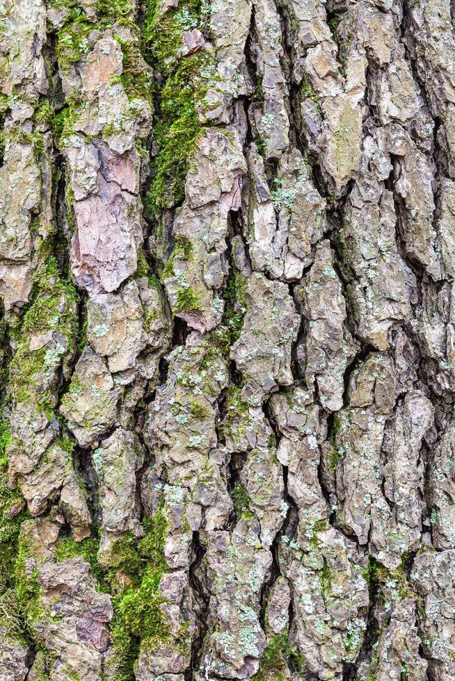 rough bark on mature trunk of alder tree close up photo