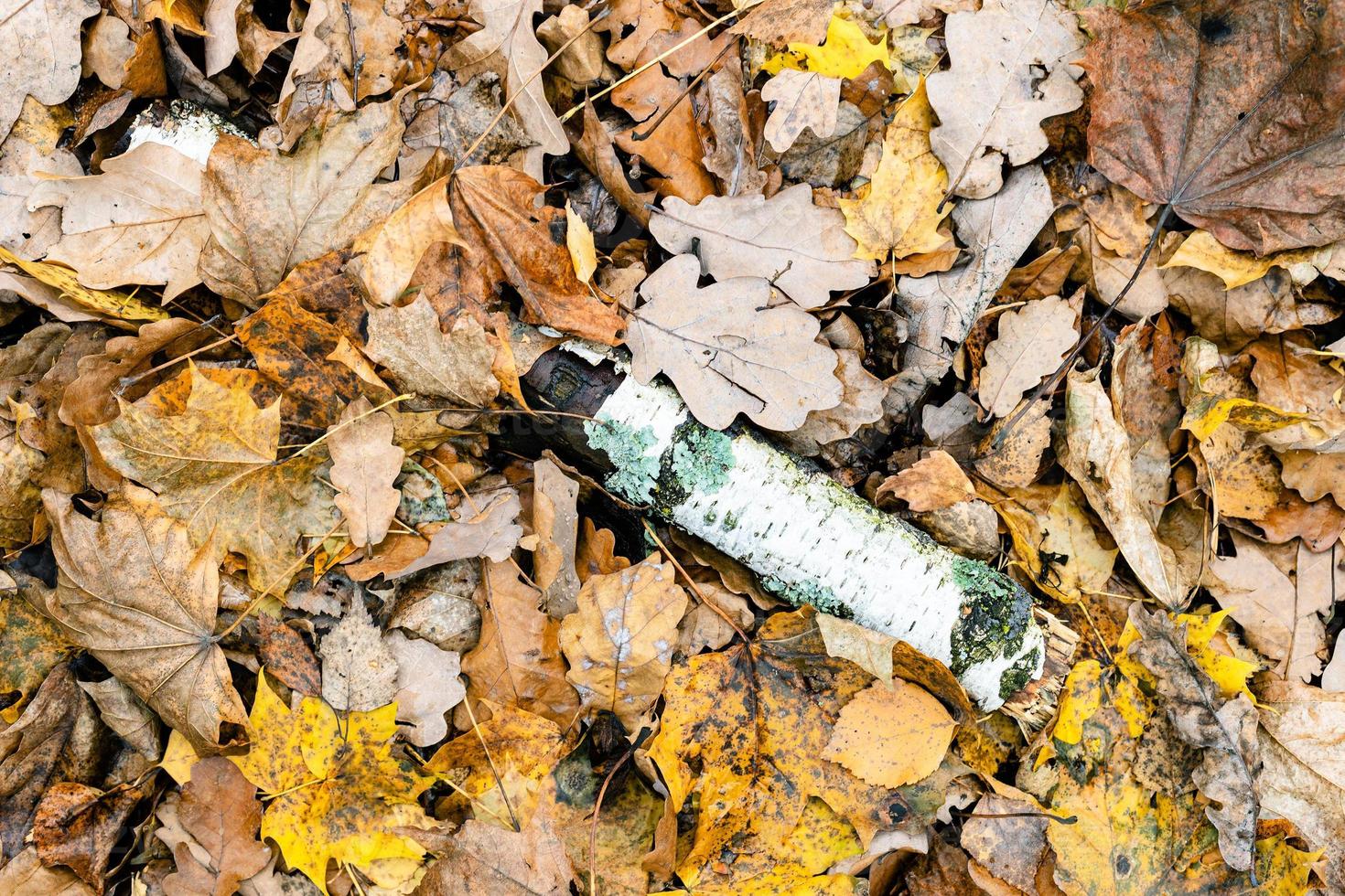 registro de abedul viejo en hojas caídas húmedas en otoño foto