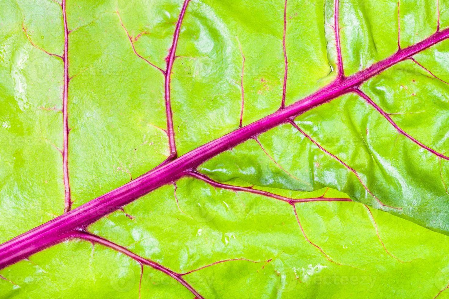 hoja verde con venas rojas de primer plano de remolacha de jardín foto